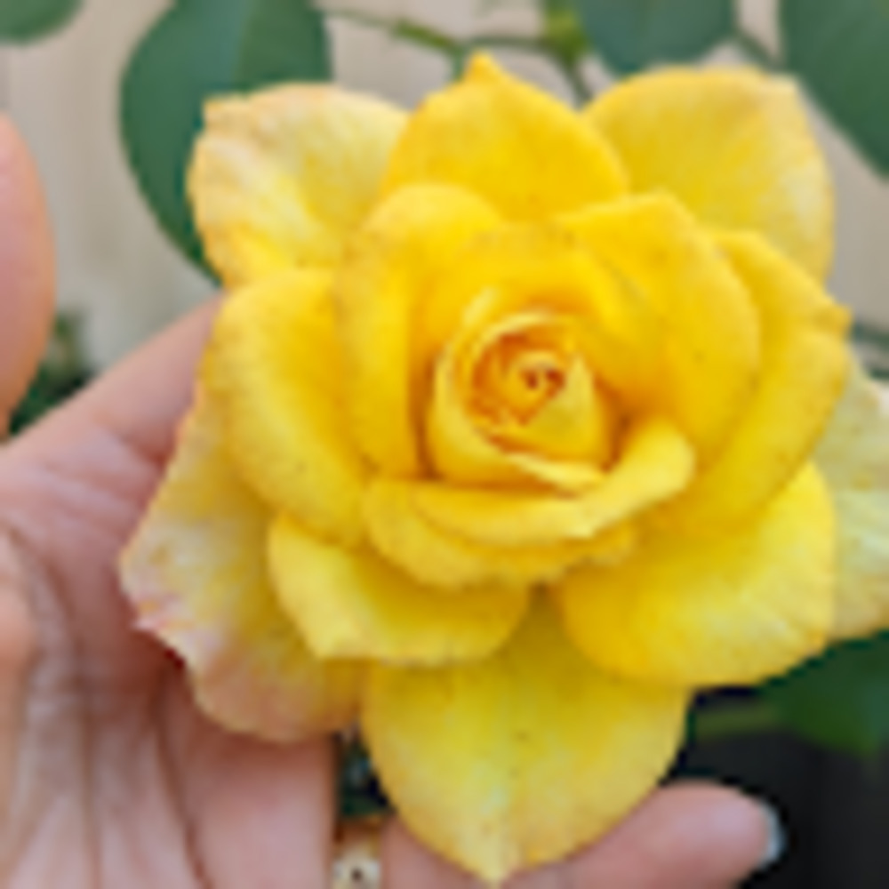 Meet your Posher, Martha